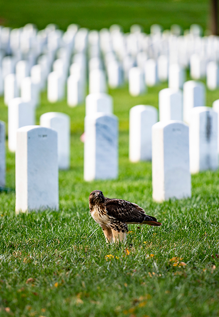 A hawk stands in Arlington national cemetery