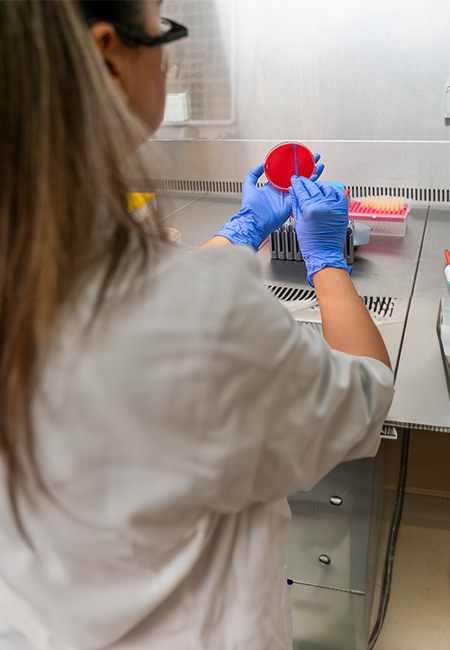 A laboratory technician testing for sepsis in the microbiology department at the hospital.